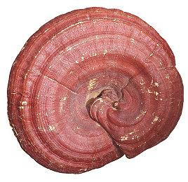 《麻布仔大冒险》上架Steam 售价379元支持繁中